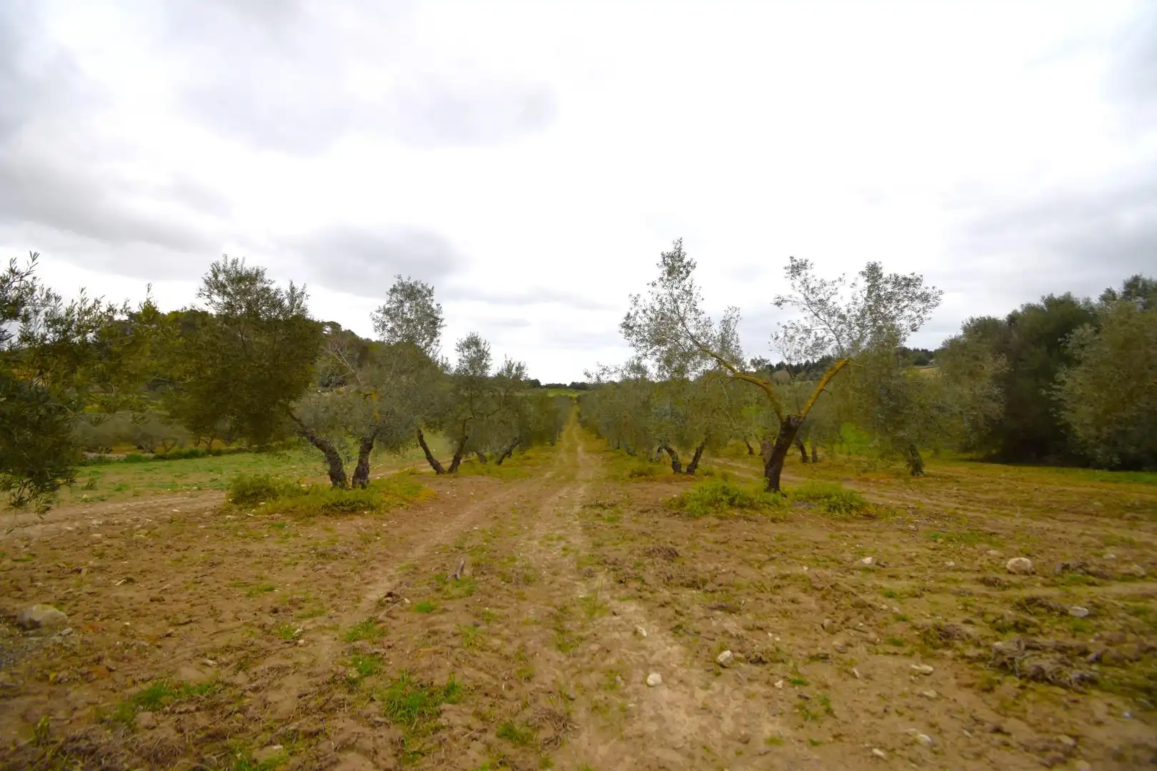 Rural land for sale in Llubí, imagen 10