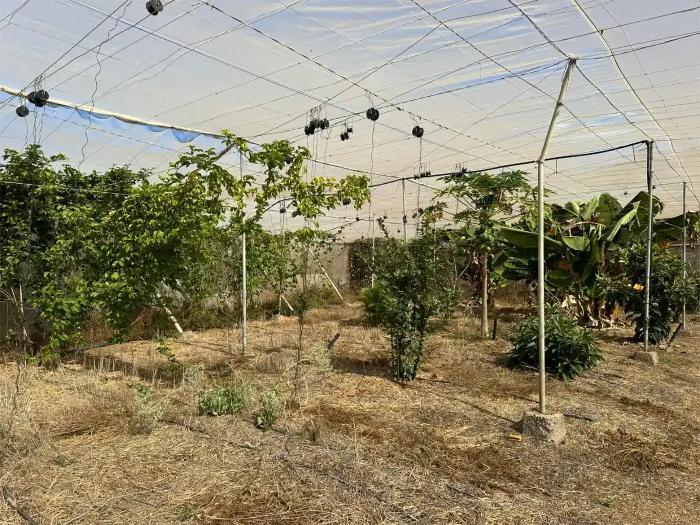 Jardí de Finca rústica en venda en Guía de Isora