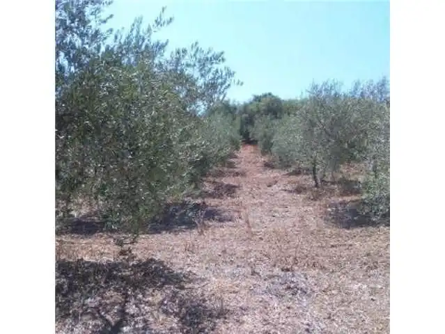 Rural land for sale in Morón de la Frontera, imagen 4