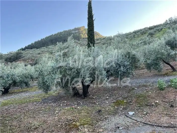 Terreni e lotti in vendita a Alcaudete, imagen 10