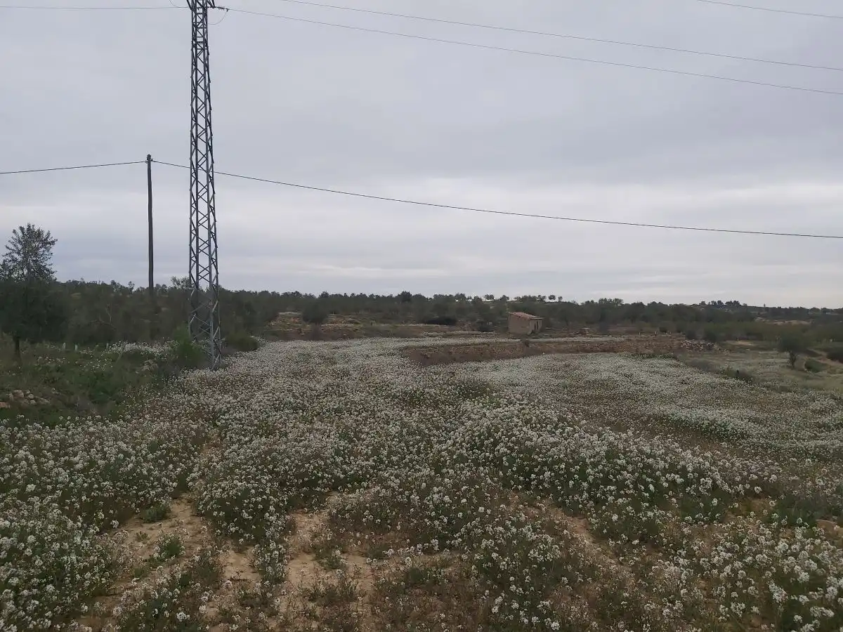 Finca rústica en venta en Maials