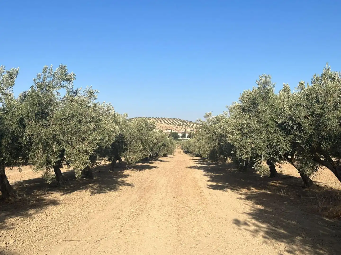 Vista exterior de Finca rústica en venta en La Malahá
