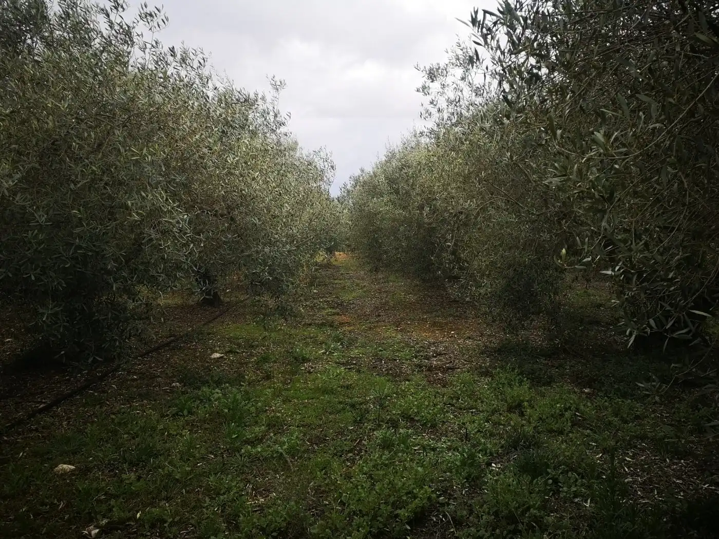 Terreno rustico in vendita a Ulldecona, imagen 8
