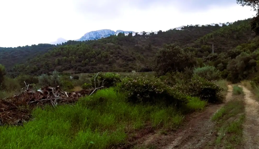 Terreny rústic en venda a Avenida Monte Pego-Dénia, imagen 4