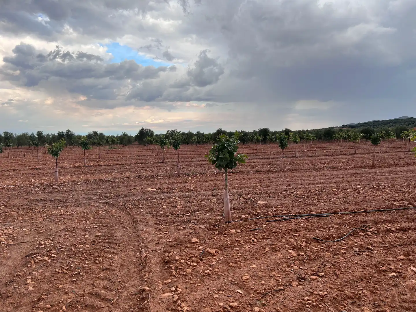 Terreno rustico in vendita a Herencia, imagen 2