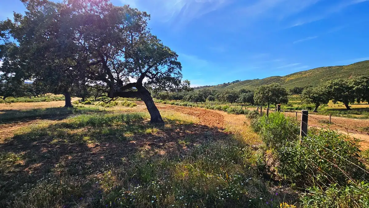 Country homes for sale in Zufre  with Private garden
