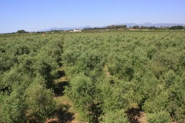 Finca rústica en venda en Riudoms amb Calefacció, Jardí privat i Piscina