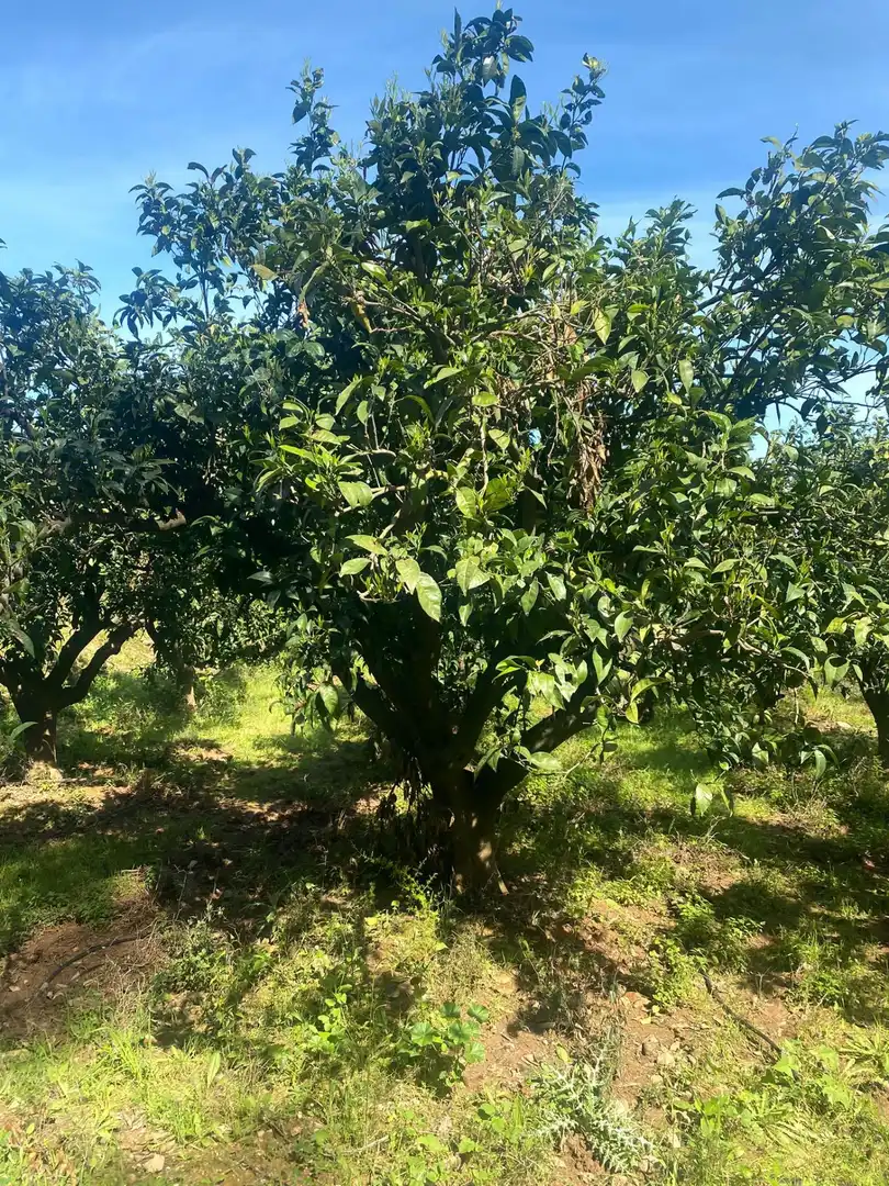 Terreno en venta en Quatretonda