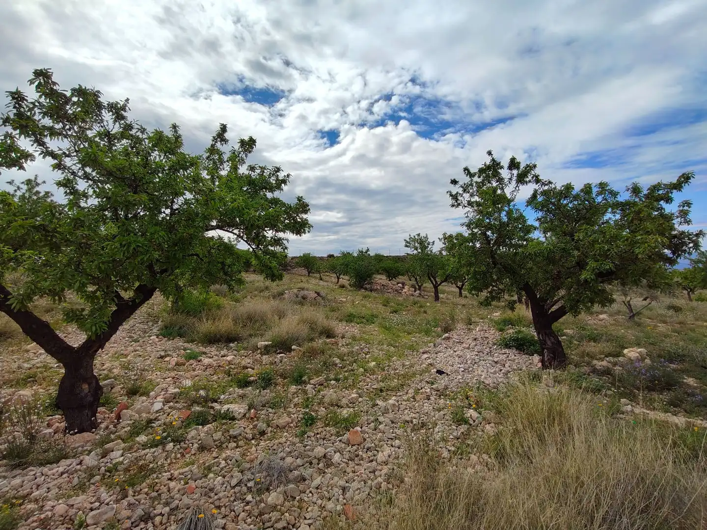 Casa o chalet en venta en Jumilla