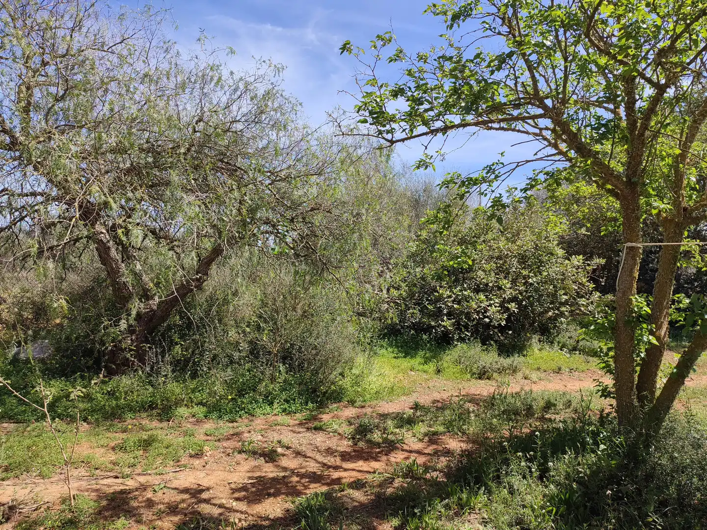 Maison rustique avec jardin à vendre à Felanitx Poble, imagen 21