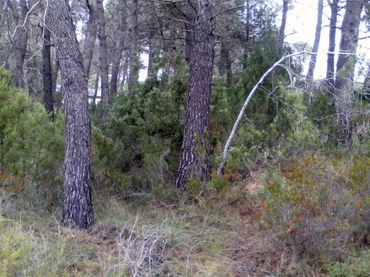Terrenys i solars en venda a Querol