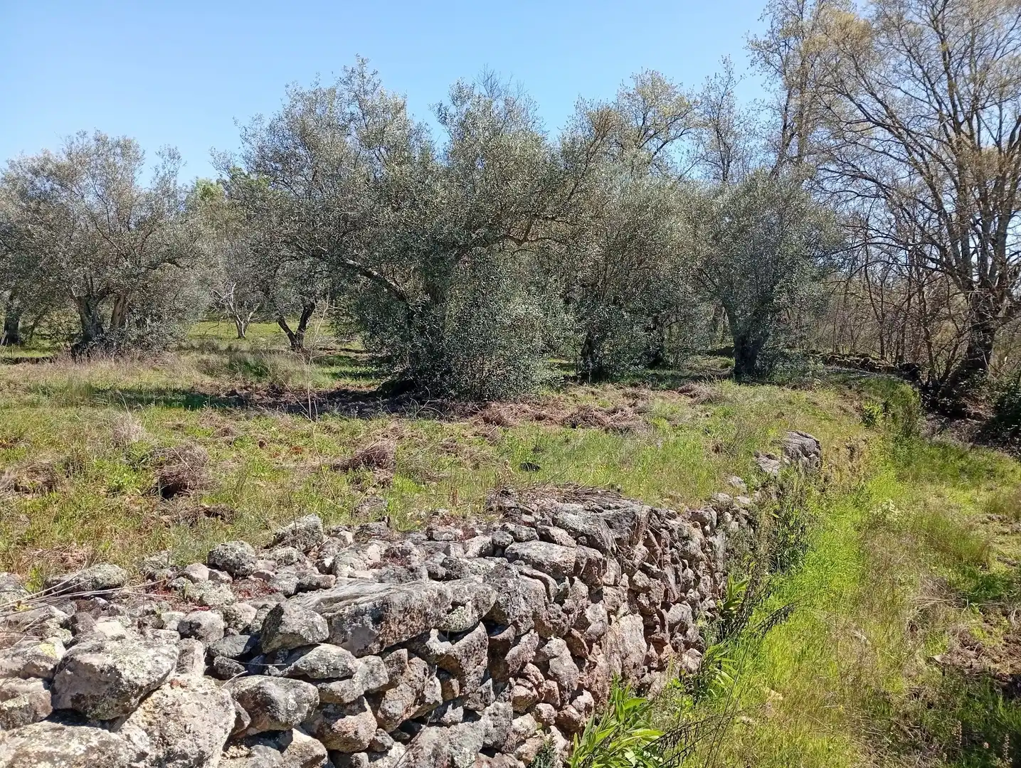 Terreni e lotti in vendita a Valverde de la Vera, imagen 58