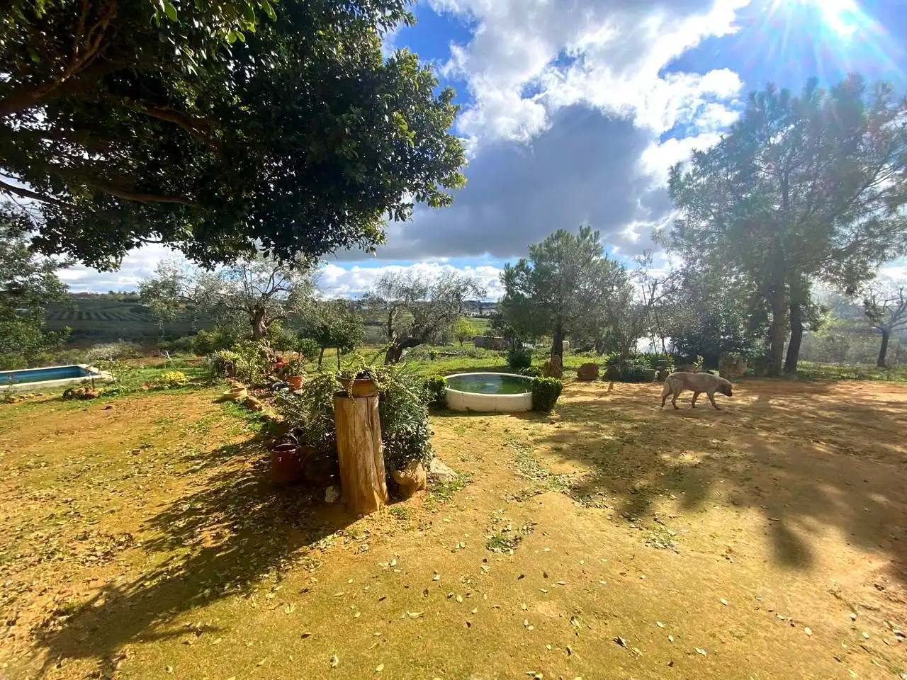 Jardín de Finca rústica en venta en El Viso del Alcor