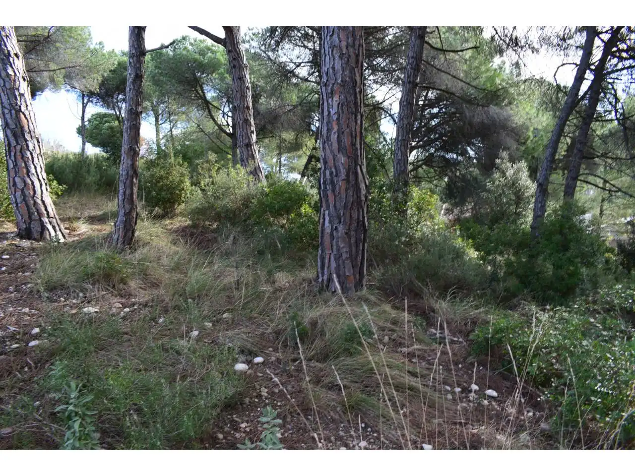 Terreny rústic en venda a Castellnou - Can Mir - Can Solà, imagen 7
