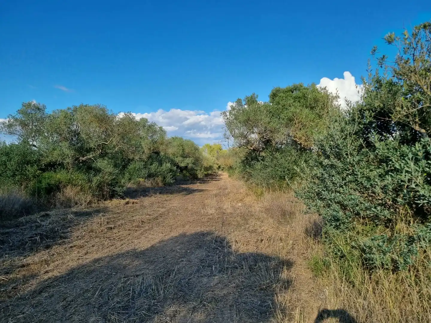 Grundstücke und Bauplätze zum Verkauf in poligono 14 parcela 31 Ginestar, imagen 13