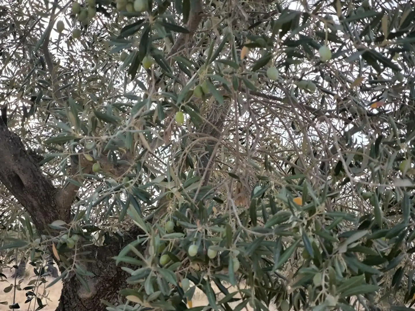 Jardí de Finca rústica en venda en El Viso de San Juan
