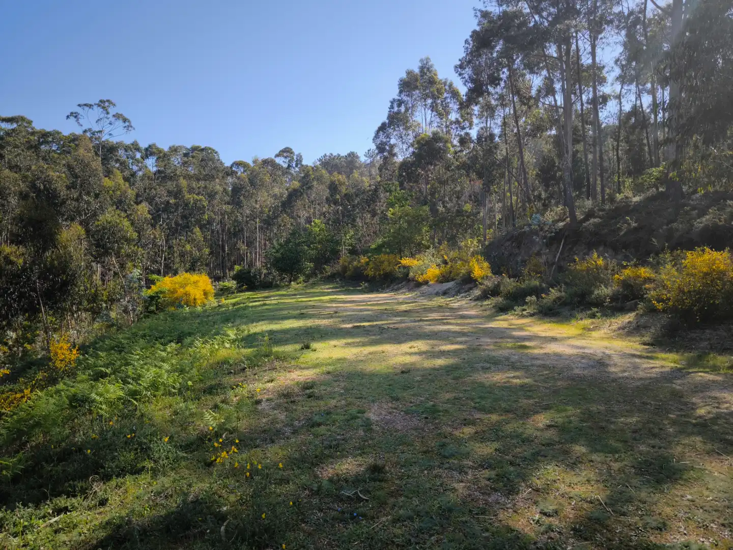 Terreno rustico in vendita a Cea, imagen 6