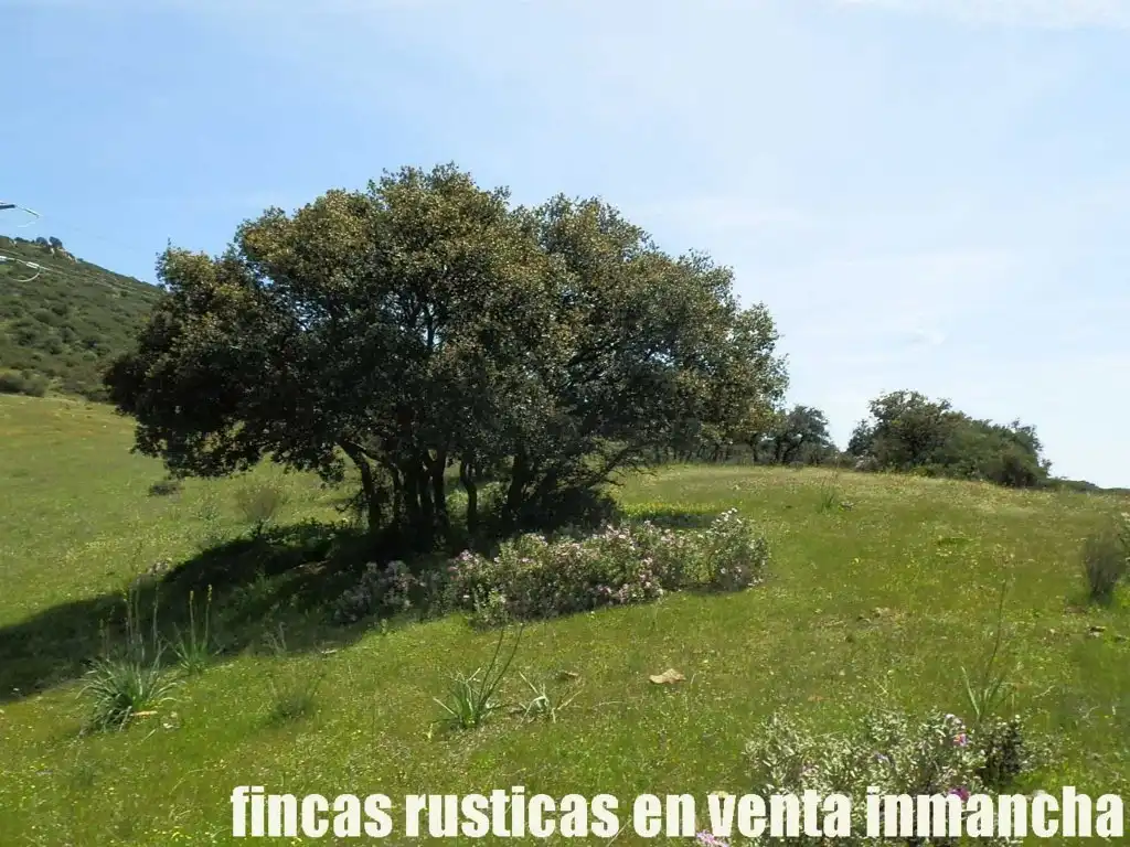 Rural land for sale in Calzada de Calatrava, imagen 22
