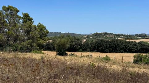 Un terreno edificable de ensueño cerca de Manacor, imagen 5
