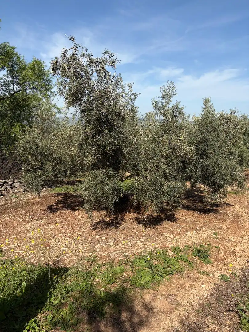 Terreno rustico in vendita a Cabra, imagen 8