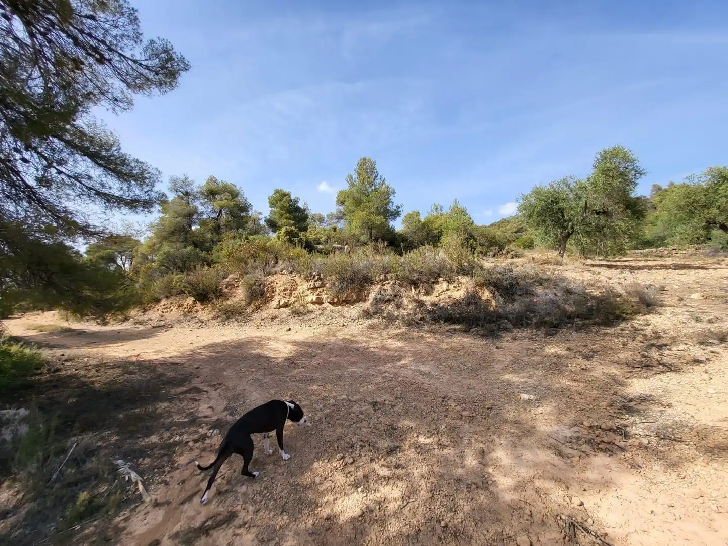 Terreno rustico in vendita a Calle GARRIGUES, imagen 3