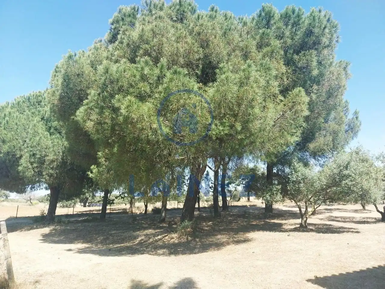 Rural land for sale in Fuente Obejuna, imagen 42