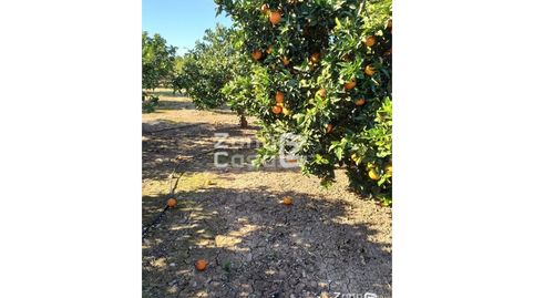 Finca Rustica  Venta Algemesí
