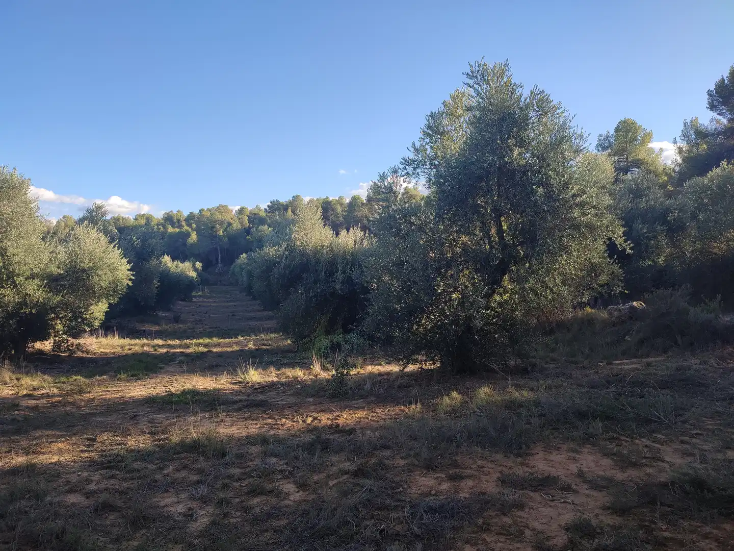 Terreno rústico en venta en Cervià de Les Garrigues, imagen 19
