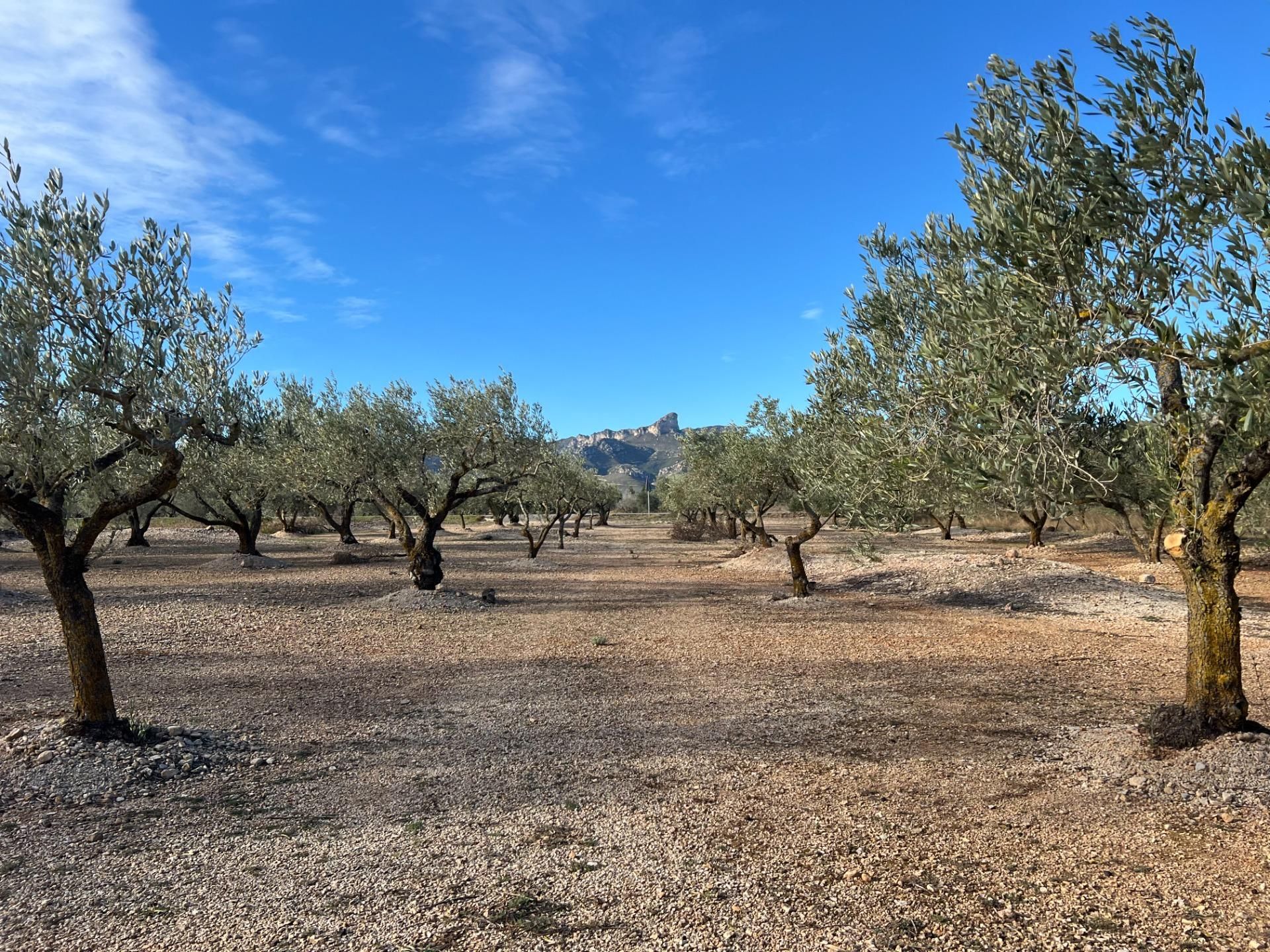 Residencial en venda a El Perelló