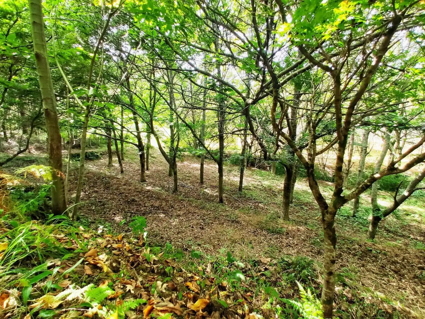 Rural land for sale in Parroquias Rurales, imagen 4