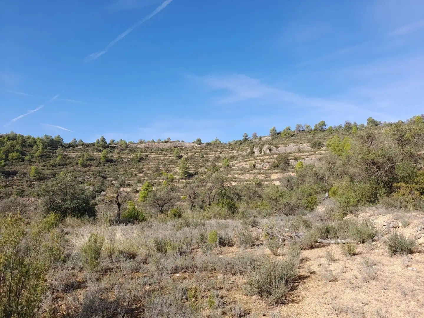 Land for sale in La Palma d'Ebre