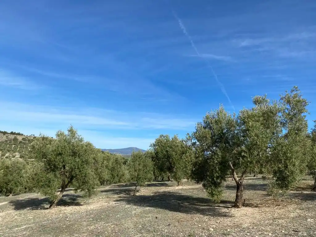 Terreny rústic en venda a Píñar, imagen 8