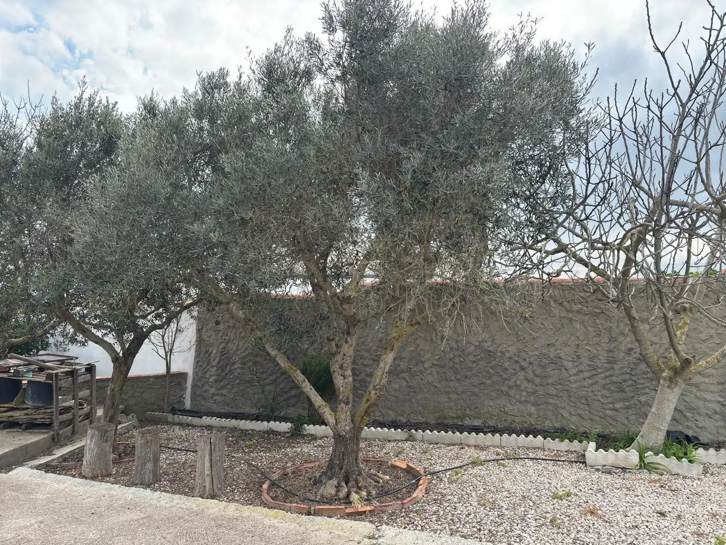 Casa rústica amb jardí en venda a Vejer, imagen 32