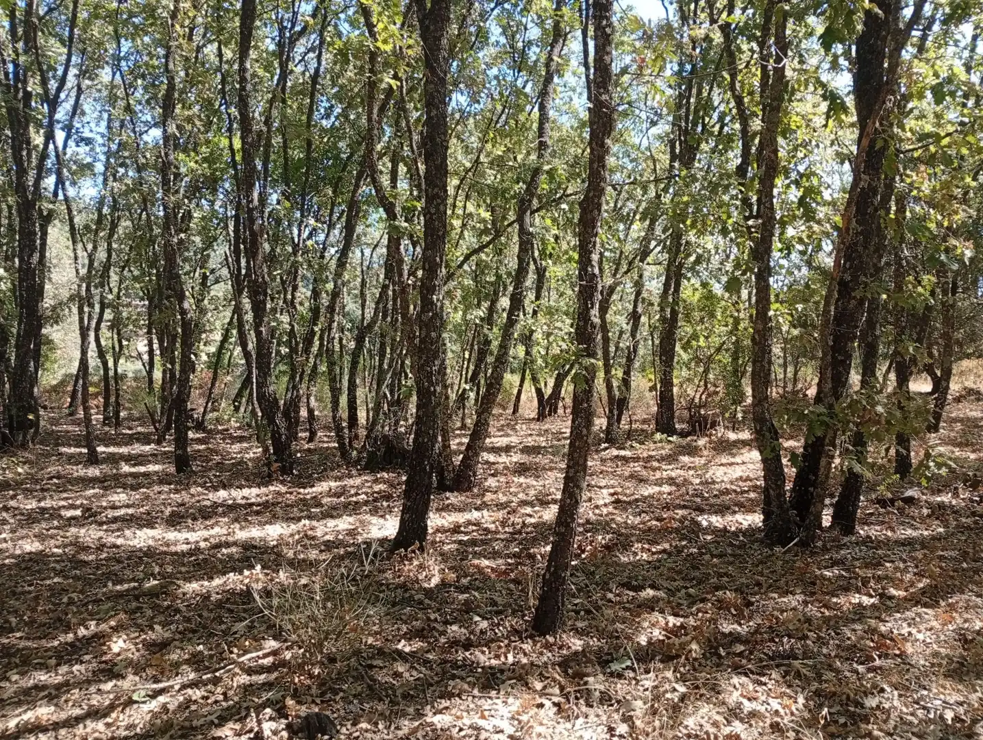Terreni e lotti in vendita a Villanueva de la Vera, imagen 81