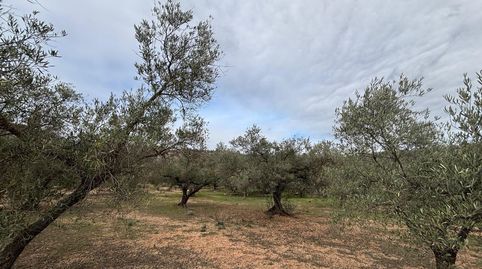 FINCA DE OLIVOS CON CASITA, imatge 5
