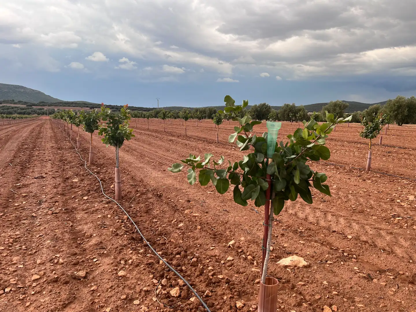 Terreno rustico in vendita a Herencia, imagen 4