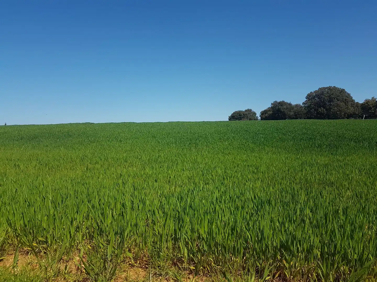 Terreno rustico in vendita a Pelabravo, imagen 3