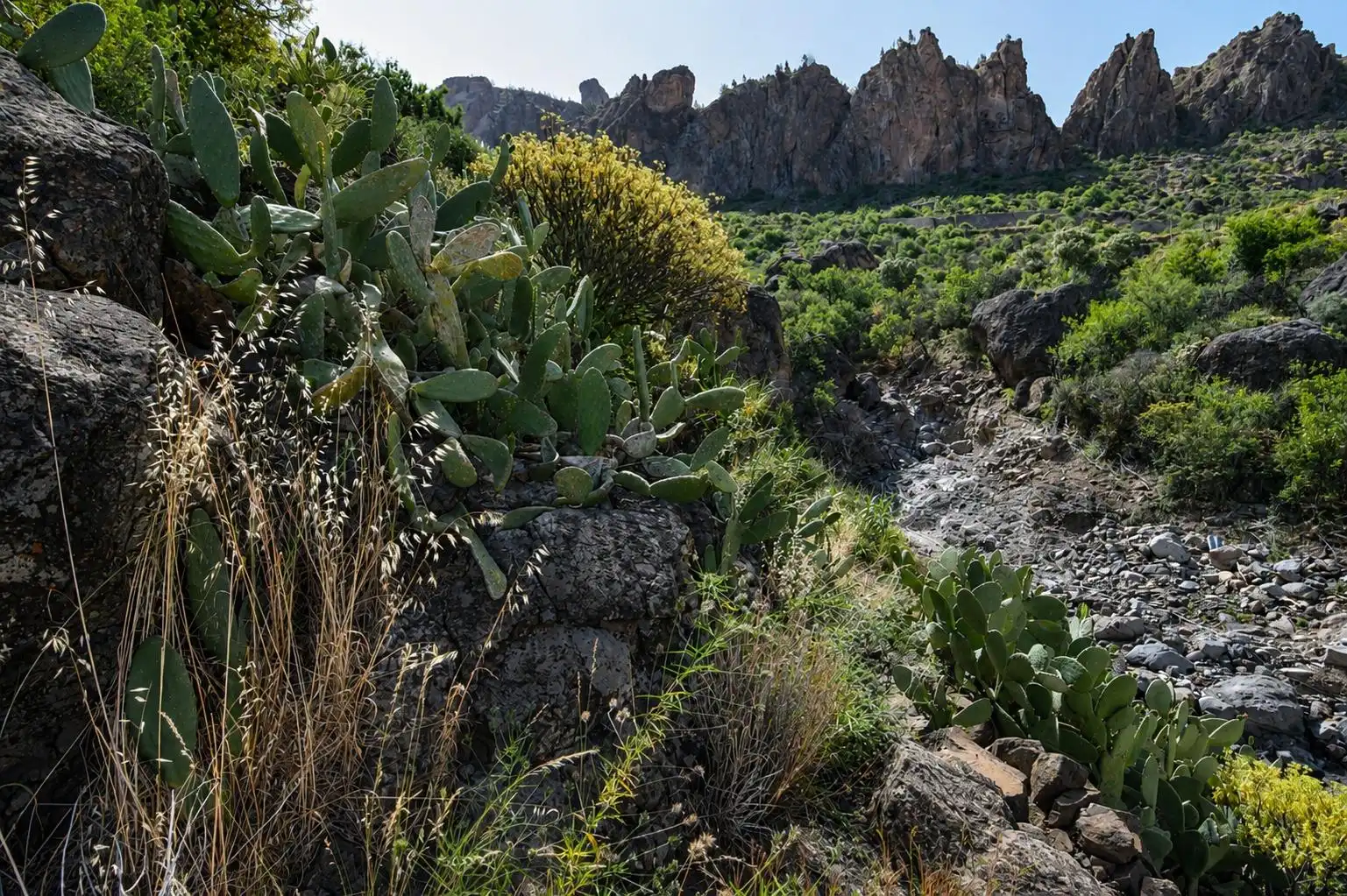 Jardín de Finca rústica en venta en Tejeda con Terraza