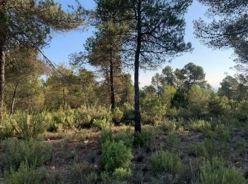 Terreno en venta en Villargordo del Cabriel