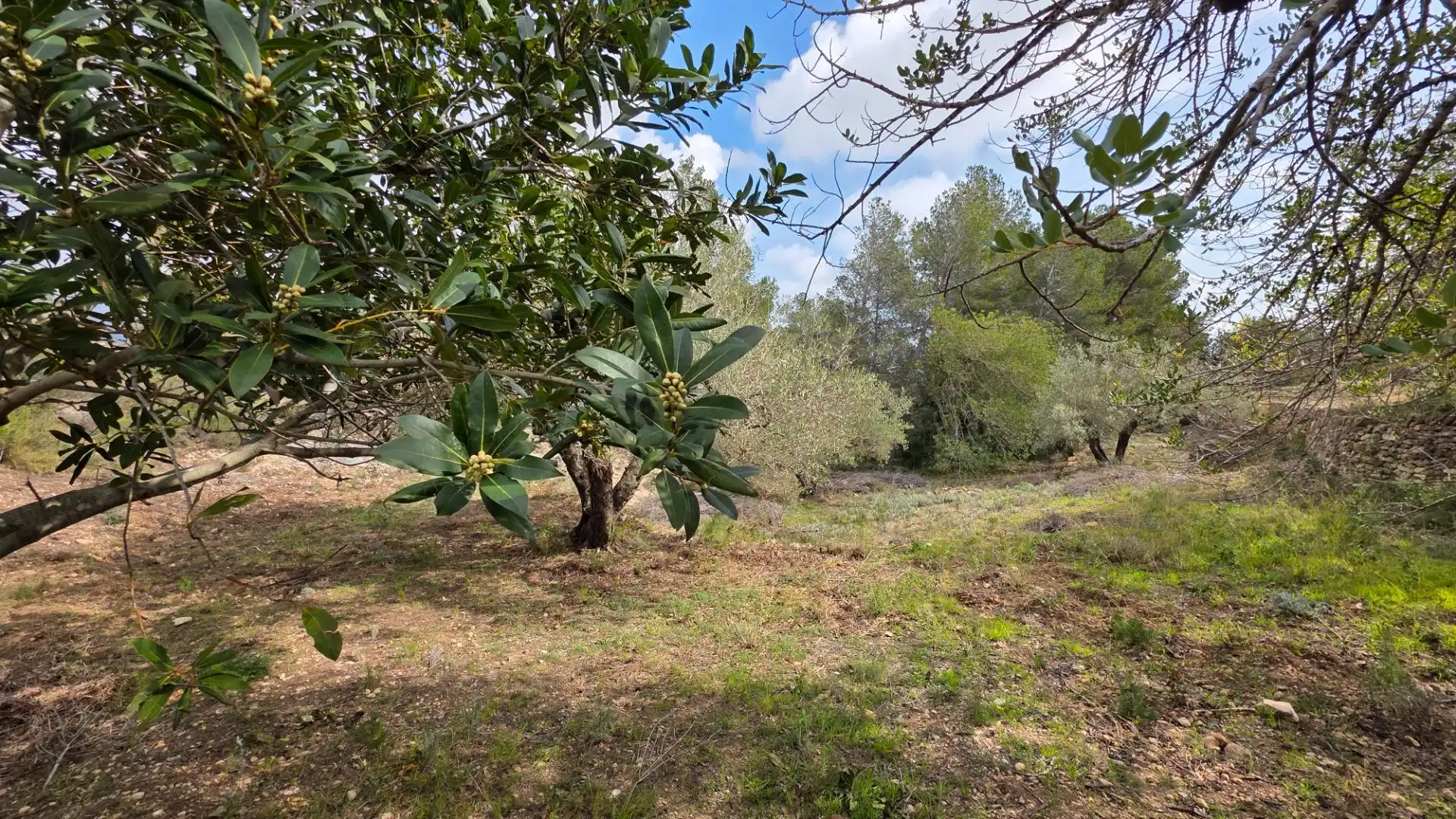 Maison rustique avec jardin à vendre à L'Ametlla de Mar pueblo, imagen 24