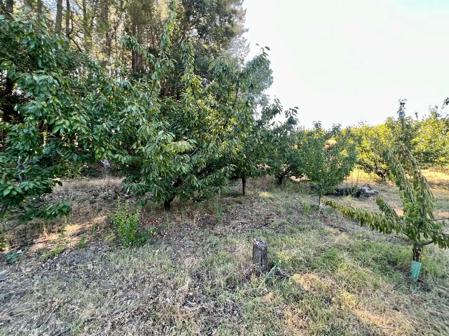 Terreni e lotti in vendita a Jaraíz de la Vera