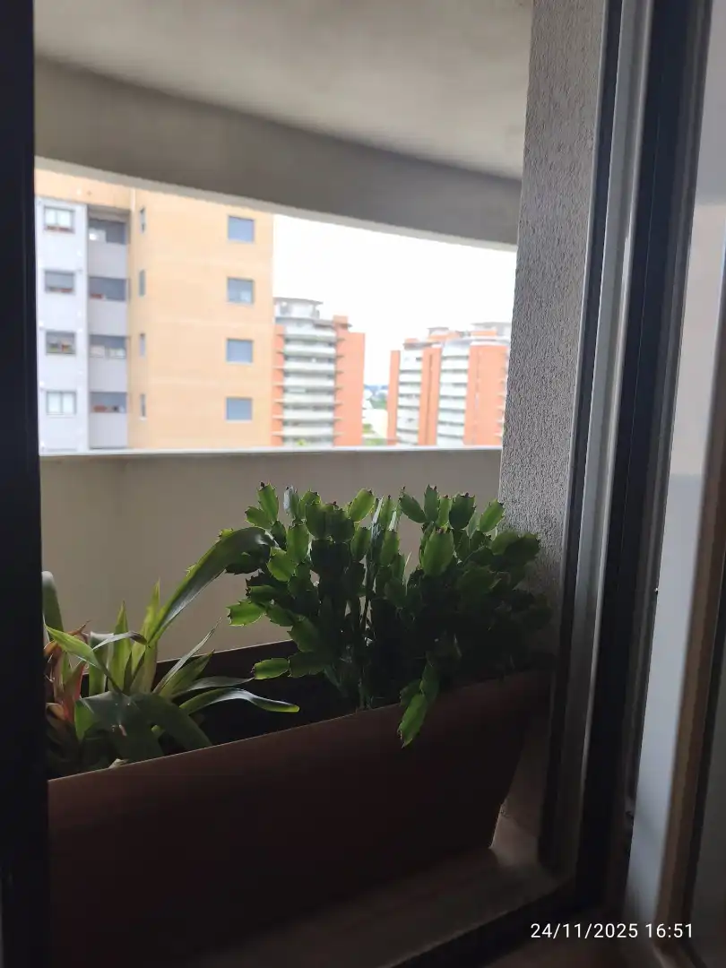 Room in Bellavista