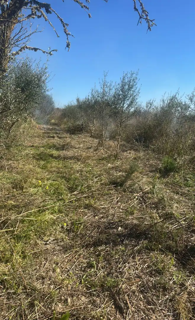 Terreno en venta en Vilafranca de Bonany