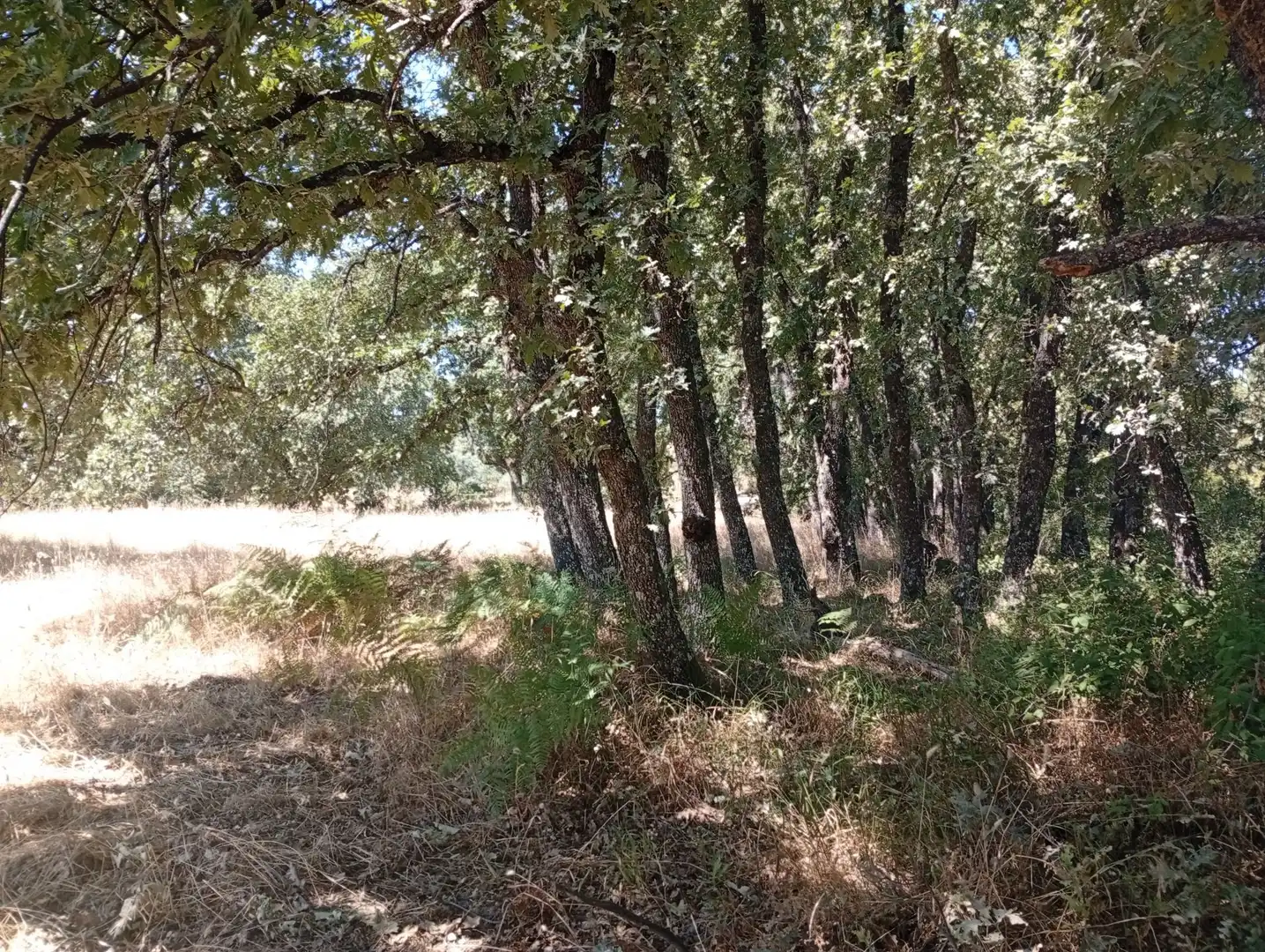 Terreni e lotti in vendita a Villanueva de la Vera, imagen 33