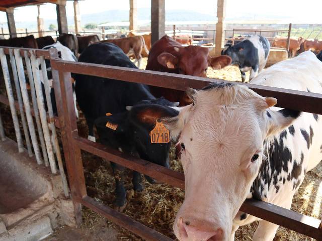 Nave industrial en Venta en El Pou Joa en Ulldecona