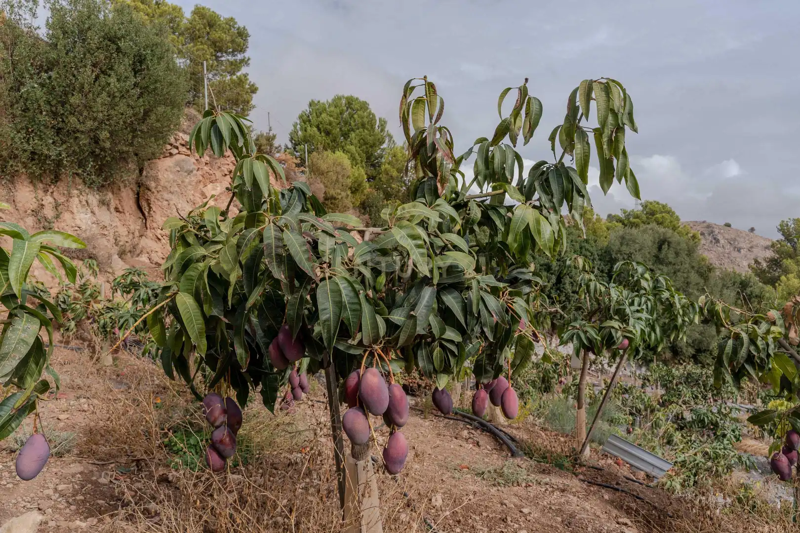 Terreni e lotti in vendita a PHPX+WF Gualchos, Spain, imagen 38