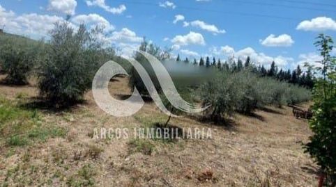 Foto 3 de Finca rústica en venta en Alcolea, Córdoba Capital
