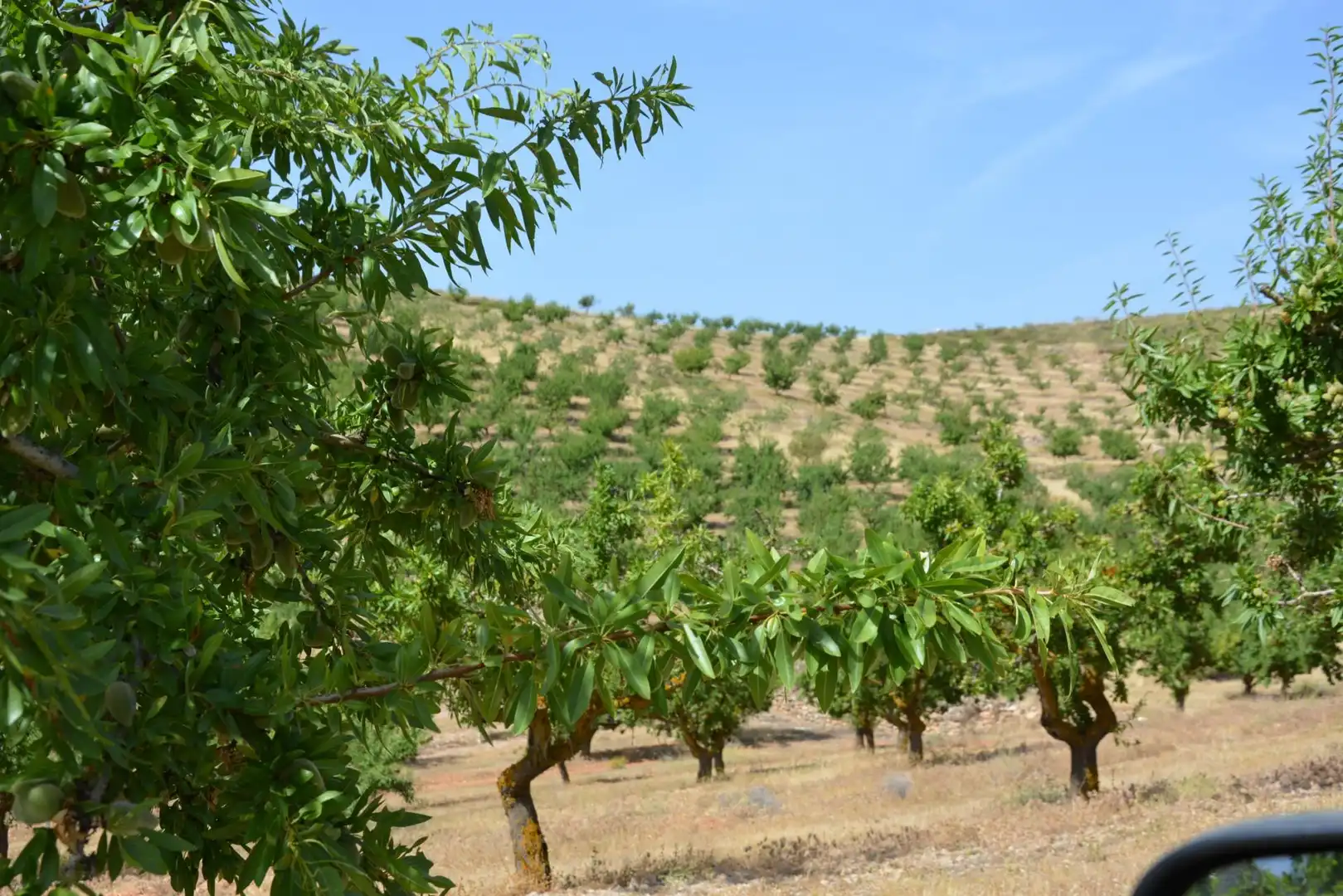 Garden of Land for sale in Padul