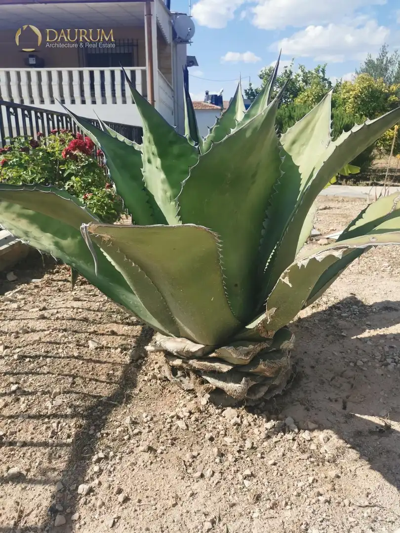 Jardín de Casa o chalet en venta en Novelda con Aire acondicionado, Terraza y Trastero