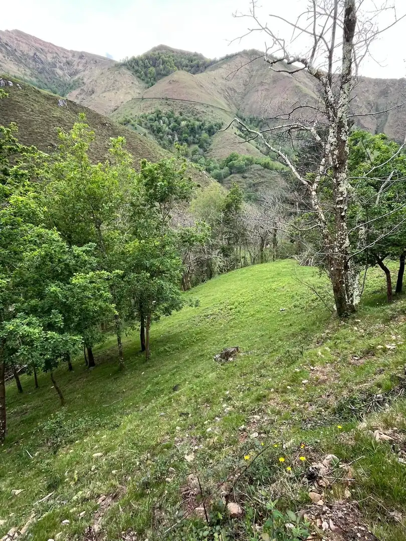 Country homes for sale in Piloña
